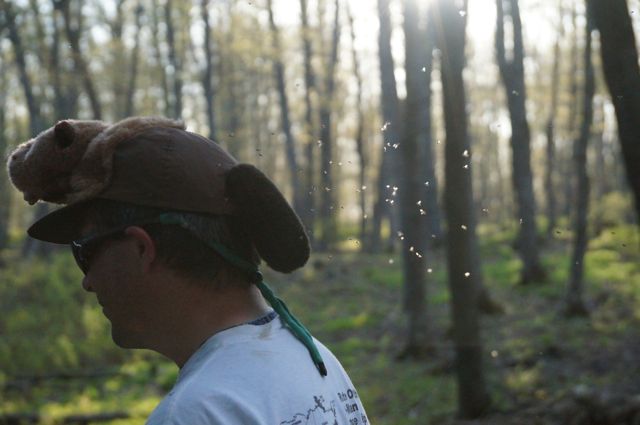 Beaver hat attracts flies