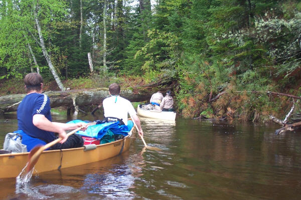 Trout River Down White Pine 2004