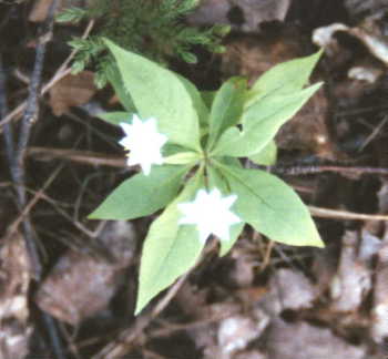 Star Flower